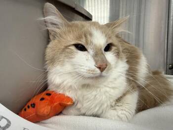 Prince Deblauw -  Domestic Medium Hair and Tabby Cat for Adoption in Chandler, Arizona - Prince Deblauw | PetCurious