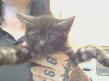 RAYA -  Domestic Short Hair Cat for Adoption in Sacramento, California - RAYA | PetCurious