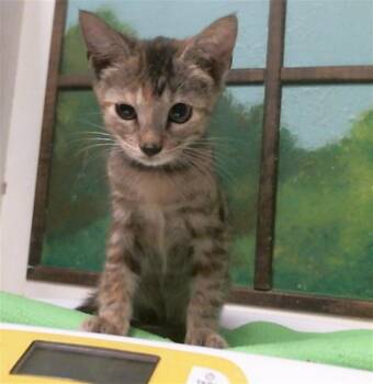 SYLVEON -  Domestic Short Hair Cat for Adoption in Houston, Texas - SYLVEON | PetCurious