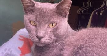 Rescue Domestic Short Hair Cats for Adoption in Houston, Texas - Silver | PetCurious