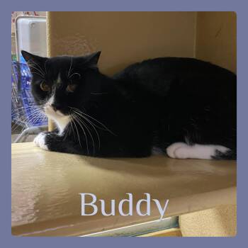 BUDDY -  Tuxedo Cat for Adoption in Lawton, Oklahoma - BUDDY | PetCurious