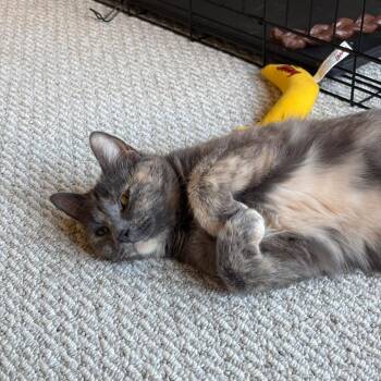 Domestic Short Hair Cats Available for Adoption in Madison, Wisconsin - Hanna | PetCurious