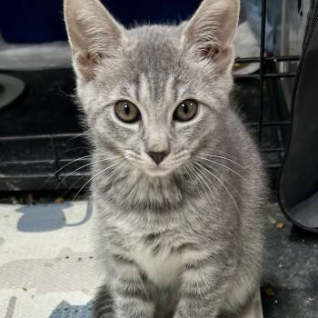 Domestic Short Hair Cats Available for Adoption in Warwick, Rhode Island - Staple | PetCurious