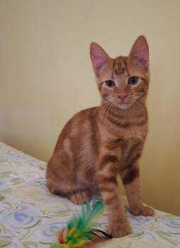 MILA -  Tabby and Domestic Short Hair Cat for Adoption in Niagara-on-the-lake, Ontario - MILA | PetCurious