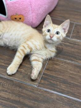 Waldorf -  Domestic Short Hair and Tabby Cat for Adoption in Rosenberg, Texas - Waldorf | PetCurious