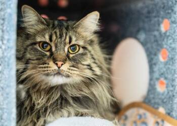 Rescue Domestic Long Hair Cats for Adoption in Colorado Springs, Colorado - WINTER | PetCurious