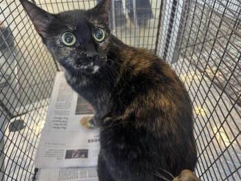 Domestic Short Hair Cats Available for Adoption in San Antonio, Texas - PAW | PetCurious