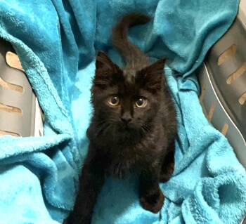Jett -  Maine Coon Cat for Adoption in Columbia, South Carolina - Jett | PetCurious
