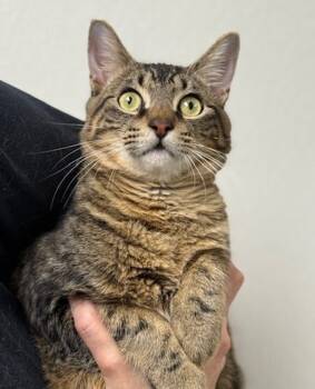 Rescue Domestic Short Hair Cats for Adoption in Littleton, Colorado - Connor | PetCurious