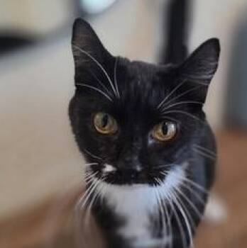 Domestic Short Hair Cats Available for Adoption - Bella | PetCurious