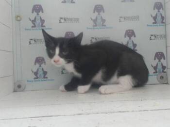 A597892 -  Domestic Short Hair Cat for Adoption in Orlando, Florida - A597892 | PetCurious