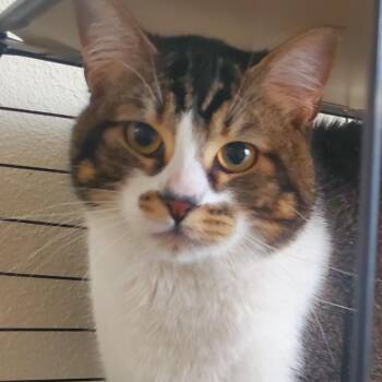 Harry -  American Shorthair and Ragdoll Cat for Adoption in Laguna Woods, California - Harry | PetCurious