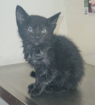 Rescue Domestic Short Hair Cats for Adoption in Lockhart, Texas - Nika | PetCurious