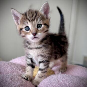 Domestic Short Hair Cats Available for Adoption in Madison, Wisconsin - Max | PetCurious