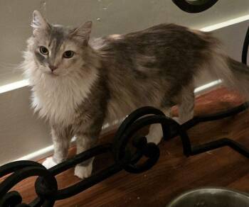 Dilute Calico Cats Available for Adoption in Monrovia, California - Serafina | PetCurious