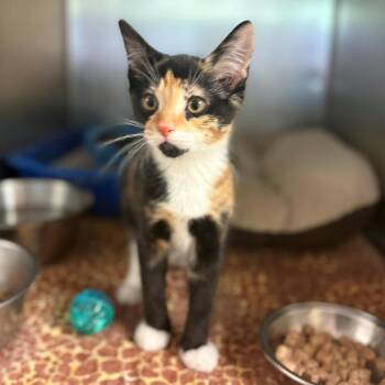 Nyx -  Domestic Short Hair Cat for Adoption in Chehalis, Washington - Nyx | PetCurious