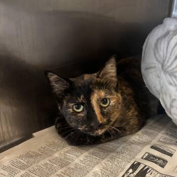 Meme -  Domestic Short Hair Cat for Adoption in Corinth, Mississippi - Meme | PetCurious