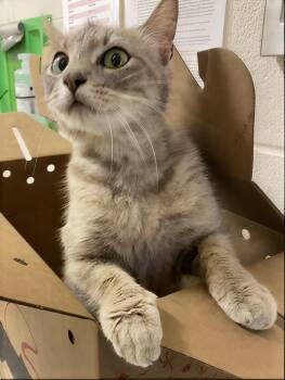 Bianca Del Rio -  Domestic Short Hair Cat for Adoption in Nashville, Tennessee - Bianca Del Rio | PetCurious