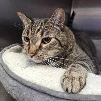 Sebastian -  Domestic Short Hair Cat for Adoption in Spokane, Washington - Sebastian | PetCurious