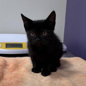 Elwin -  Domestic Short Hair Cat for Adoption in Englewood, Florida - Elwin | PetCurious