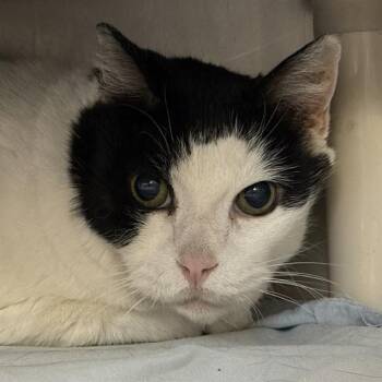 HANK -  Domestic Short Hair Cat for Adoption in Las Vegas, Nevada - HANK | PetCurious
