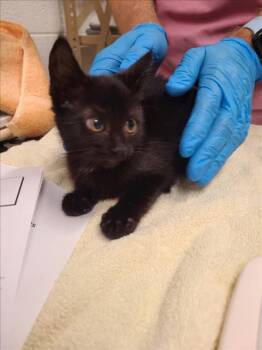 PEPPERCORN -  Domestic Short Hair Cat for Adoption in Derwood, Maryland - PEPPERCORN | PetCurious