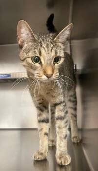 Kitty -  Domestic Short Hair Cat for Adoption in Houghton Lake, Michigan - Kitty | PetCurious
