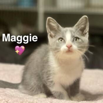 Maggie -  Domestic Short Hair Cat for Adoption in Peachtree City, Georgia - Maggie | PetCurious