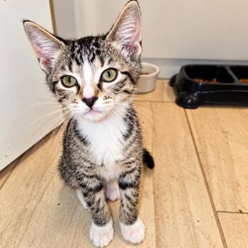 Greg -  Domestic Short Hair Cat for Adoption in Houston, Texas - Greg | PetCurious