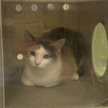 Domestic Short Hair Cats Available for Adoption in Philadelphia, Pennsylvania - Kitty Cat | PetCurious