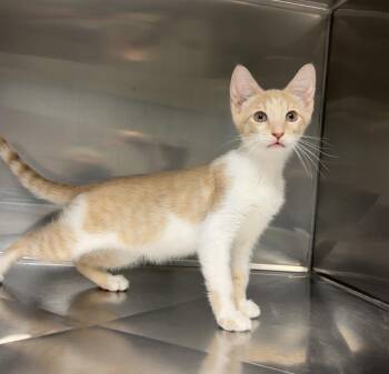 Barnacle -  Domestic Short Hair Cat for Adoption in Montville, New Jersey - Barnacle | PetCurious