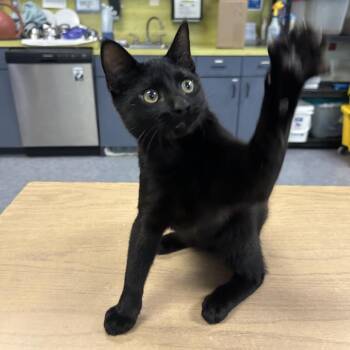 Songbird -  Domestic Short Hair Cat for Adoption in Charlottesville, Virginia - Songbird | PetCurious