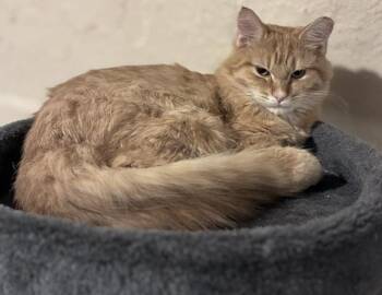 Saleen -  Domestic Long Hair Cat for Adoption in Columbus, Indiana - Saleen | PetCurious