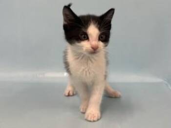 Backstreet Boy -  Domestic Short Hair Cat for Adoption in Golden Valley, Minnesota - Backstreet Boy | PetCurious