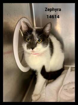 Rescue Domestic Short Hair Cats for Adoption in Marietta, Georgia - Zephyra (665) | PetCurious