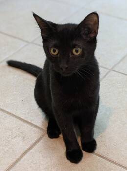 Rescue Domestic Short Hair Cats for Adoption in Youngsville, North Carolina - Canoodle25 | PetCurious