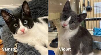 Violet & Samson - bonded kitten siblings -  Tuxedo Cat for Adoption in Los Altos, California - Violet & Samson - Bonded Kitten Siblings | PetCurious