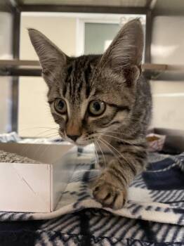 Rescue Domestic Short Hair Cats for Adoption in Plano, Texas - Sparkle A214104 | PetCurious