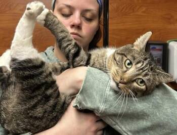 Domestic Short Hair Cats Available for Adoption - Snaggle | PetCurious