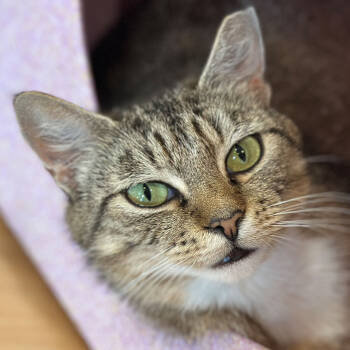 Rescue Domestic Short Hair Cats for Adoption in Port Washington, New York - Medley | PetCurious