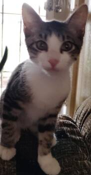 Thomas -  Domestic Short Hair Cat for Adoption in San Jacinto, California - Thomas | PetCurious