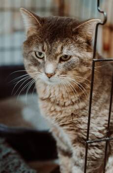 Domestic Short Hair Cats Available for Adoption - Bruno | PetCurious