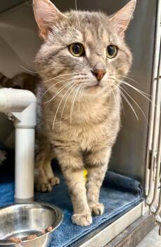 Domestic Short Hair Cats Available for Adoption in Gillette, Wyoming - Mint Julep | PetCurious