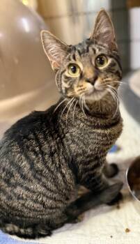 Rescue Domestic Short Hair Cats for Adoption in Ballwin, Missouri - Zak | PetCurious