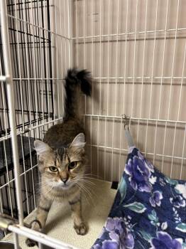 Rescue Domestic Short Hair Cats for Adoption in Lapeer, Michigan - Foxy | PetCurious