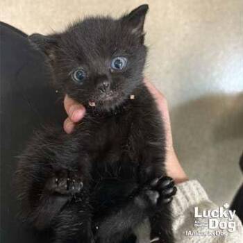 Clara -  Domestic Short Hair Cat for Adoption in Washington, District Of Columbia - Clara | PetCurious