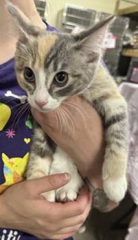 ANTOINETTE -  Domestic Short Hair Cat for Adoption in Pensacola, Florida - ANTOINETTE | PetCurious