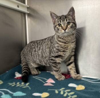 Rescue Domestic Short Hair and American Shorthair Cats for Adoption in Frankfort, Indiana - Martini | PetCurious