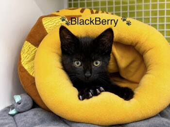 Blackberry -  Domestic Short Hair Cat for Adoption in West Hollywood, California - Blackberry | PetCurious