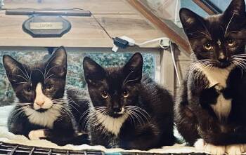 The Hawaiian Kittens -  Domestic Short Hair Cat Available for Adoption in Maple Valley, Washington - The Hawaiian Kittens | PetCurious